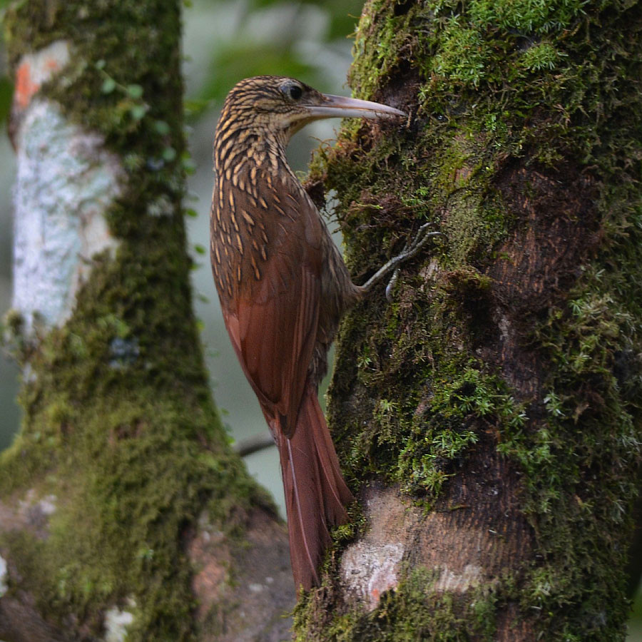 image Ivory-billed Woodcreeper